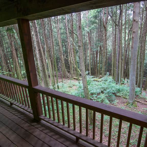 Ravine - Hocking Hills