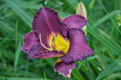 LilyFest Hocking Hills