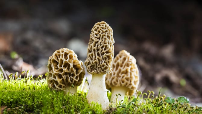 Discover Morel Mushrooms in Ohio’s Hocking Hills