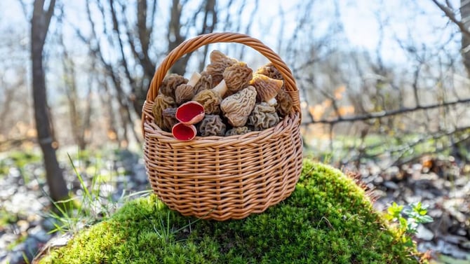 Enjoy Spring Foraging in Ohio's Hocking Hills