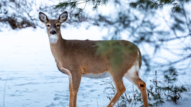 Hocking Hills, Ohio, Wildlife Guide
