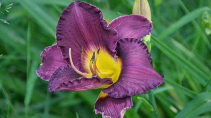 Lily Festival 2015