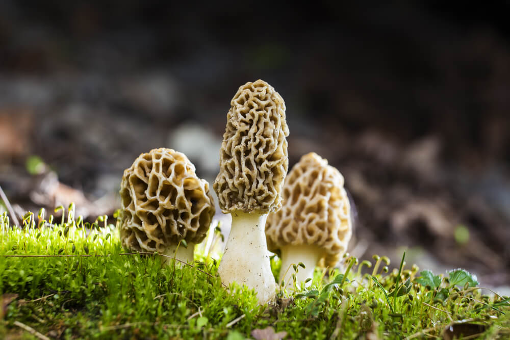 Discover Morel Mushrooms in Ohio’s Hocking Hills
