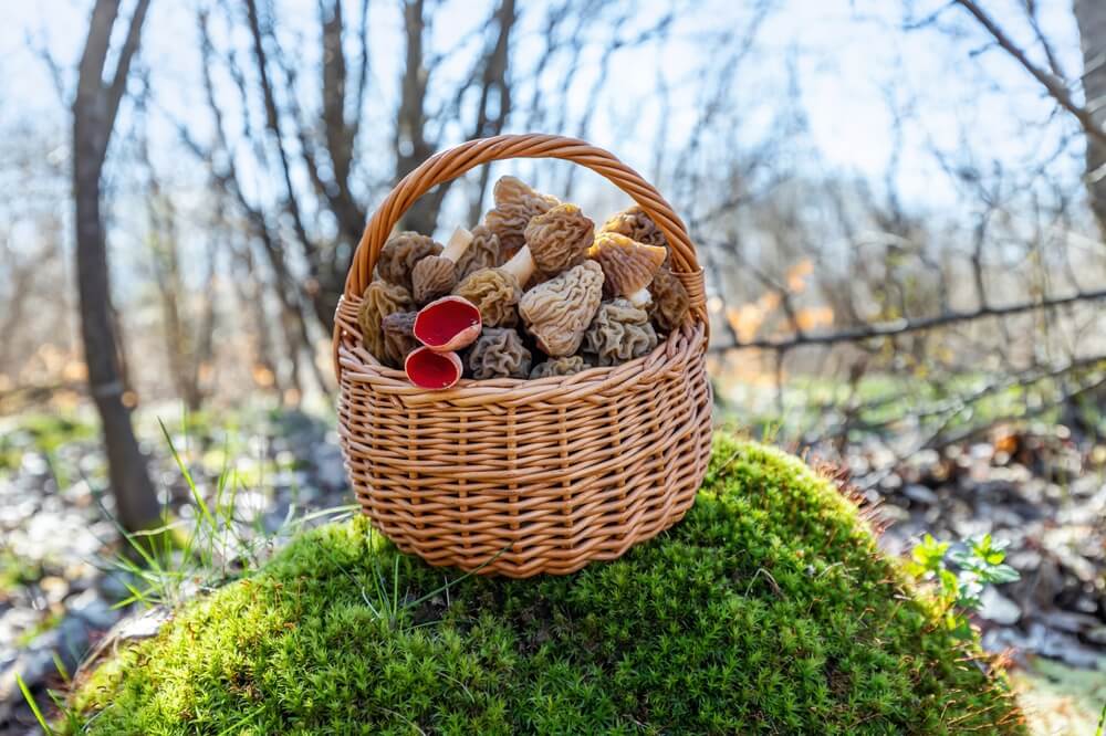 Enjoy Spring Foraging in Ohio’s Hocking Hills